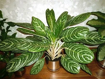 Aglaonema - грижи в дома, как да се направи по-гъсти, снимки, видео
