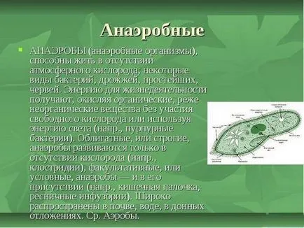 Анаеробни бактерии и организми, че това е (анаеробни) Анаеробни бактерии и организми че е