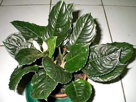 Aglaonema - грижи в дома, как да се направи по-гъсти, снимки, видео