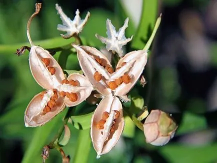 Alstroemeria - особено отглеждане цветя (astelmeriya) Alstroemeria - особено отглеждане цветя