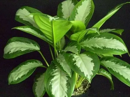 Aglaonema всички нюанси на грижите за цветя в дома фото и видео