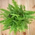 Asplenium грижи у дома, фото и видео