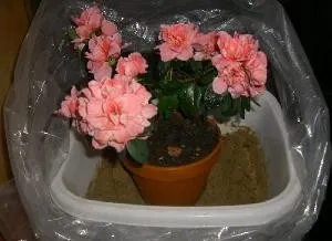 Azalea грижи у дома, снимка (присаждане, размножаване, напояване, болести и грижи за този проблем)