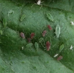 Azalea грижи у дома, снимка (присаждане, размножаване, напояване, болести и грижи за този проблем)