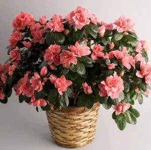 Azalea грижи у дома, снимка (присаждане, размножаване, напояване, болести и грижи за този проблем)