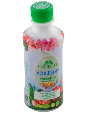 Azalea грижи у дома, снимка (присаждане, размножаване, напояване, болести и грижи за този проблем)