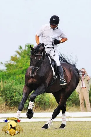 Артър Cholpan коне трябва да бъдат без страх, да се страхуват от хората - хората - на списанието - спорт и развлечения в (да се страхуваме) Артър Cholpan коне трябва да бъдат без страх, да се страхуват от хората - хората - на списанието - спорт и развлечения в