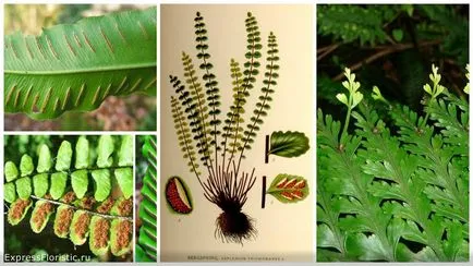 Asplenium грижи у дома