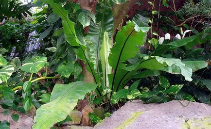 Asplenium грижи и репродукция в дома, видове, описание на растенията и снимка (условия) Asplenium грижи и репродукция в дома, гледки, снимки и описание на растението