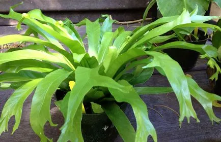 Asplenium грижи у дома, снимка, породи като растение, цветни видове и техните характеристики (Asplenium лист спори) Asplenium грижи у дома, снимка, породи като растение, цветни видове и техните характеристики
