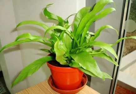 Asplenium грижи у дома, фото и видео