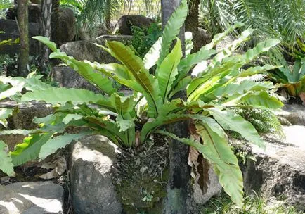 Asplenium (spleenwort) засаждане и грижи в дома