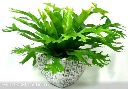Asplenium грижи у дома