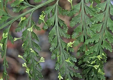 Asplenium (spleenwort) засаждане и грижи в дома