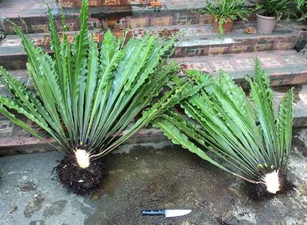 Asplenium грижи у дома, снимка, породи като растение, цветни видове и техните характеристики (Asplenium) Asplenium грижи у дома, снимка, породи като растение, цветни видове и техните характеристики
