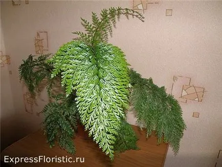 Asplenium грижи у дома