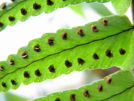 Asplenium грижи у дома, снимка, породи като растение, цветни видове и техните характеристики (грижи) Asplenium грижи у дома, снимка, породи като растение, цветни видове и техните характеристики