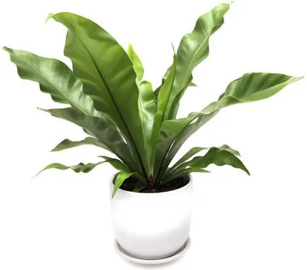 Asplenium грижи и репродукция в дома, видове, описание на растенията и снимка (грижи) Asplenium грижи и репродукция в дома, гледки, снимки и описание на растението