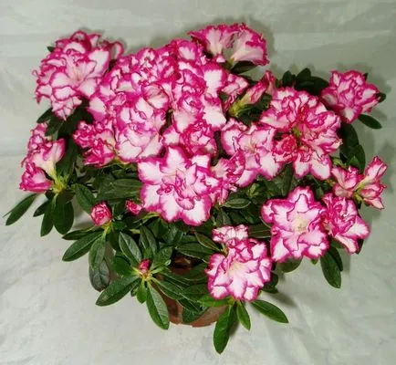 Azalea трансплантация и грижи у дома след покупката (като грижи азалия у дома) Azalea трансплантация и грижи у дома след покупката