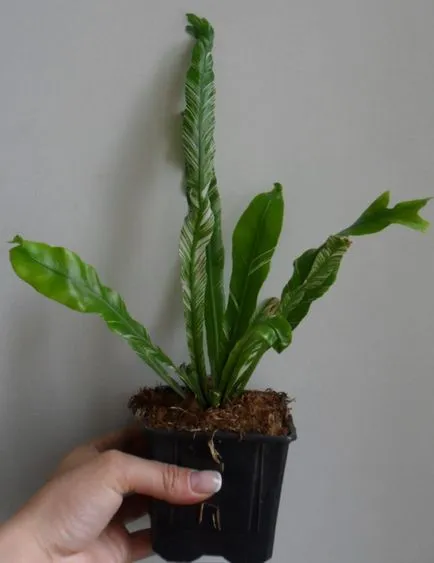 Asplenium грижи у дома, снимка, породи като растение, цветни видове и техните характеристики (Asplenium лист спори) Asplenium грижи у дома, снимка, породи като растение, цветни видове и техните характеристики