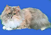 Barselit - сибирски котки цветове червено, райета, злато, мрамор, тигър, синьо, сиво