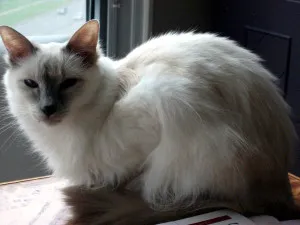 Балийски котка природата и характеристиките на рок (балийски) Балийски котка природата и характеристиките на породата