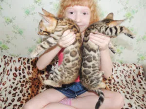 Бенгалски котки и котенца