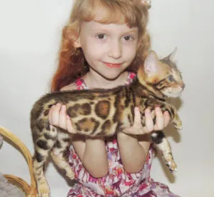 Бенгалски котки и котенца