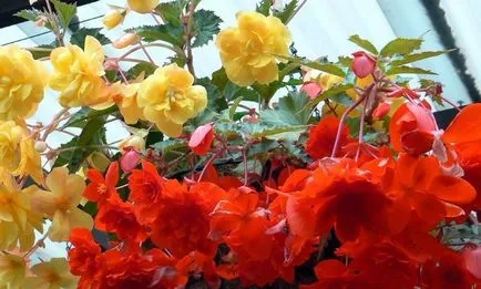 Begonia и грижи как да се пресаждат, отглеждане в домашни условия, земя, къща (трансплантация) Begonia и грижи как да се пресаждат, отглеждане в домашни условия, земя, къща