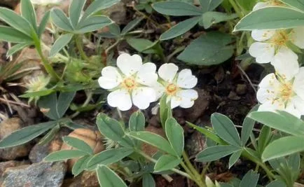Белите bloodroot прегледи на прилагането