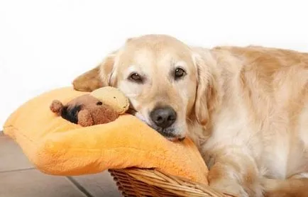 Бременност при кучетата трае много, признаци, симптоми и прекъсват фалшива бременност след ден
