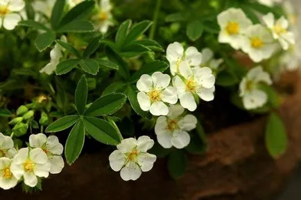 Белите bloodroot прегледи на прилагането