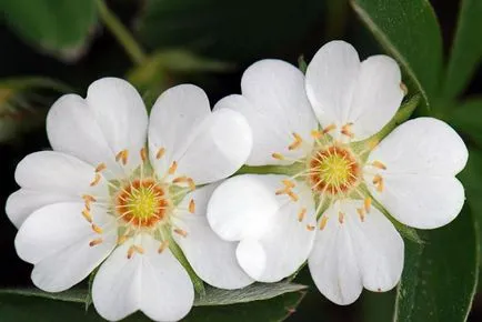Белите bloodroot прегледи на прилагането