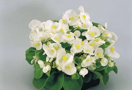 Begonia и грижи как да се пресаждат, отглеждане в домашни условия, земя, къща (Begonia) Begonia и грижи как да се пресаждат, отглеждане в домашни условия, земя, къща