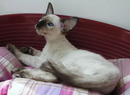 Балийски котка (балийски) снимки, характер, ревюта