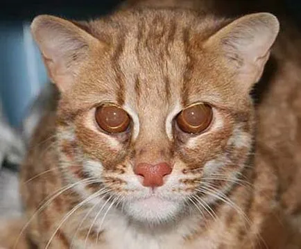 Бенгалия котка снимка, описание порода, характер, видео, цена - murkote за котки и котки