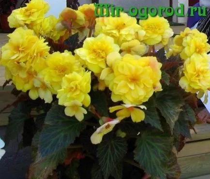 Begonia elatior когато трансплантирани след покупката