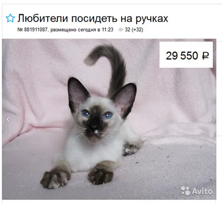 Балийски котка (балийски) снимки, характер, ревюта