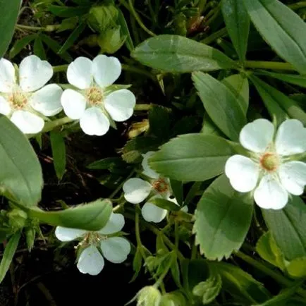 Белите bloodroot прегледи на прилагането