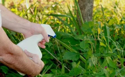 Weed в градината на модерното - bashagroplast