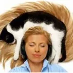 Какво е страх котка
