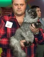 Британският дългокосият описание порода, характер, реални цветове, снимки