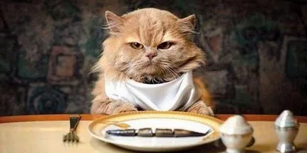Какво и как да се хранят коте