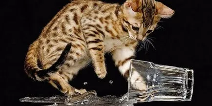 Какво и как да се хранят коте