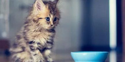 Какво и как да се хранят коте