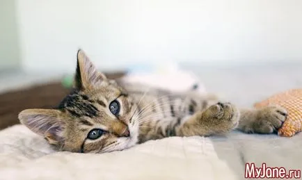 Какво не знаем за котки, котка, собственик на котка, понижаване на кръвното налягане, домашни любимци