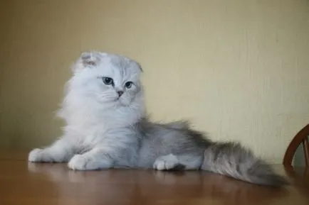 Британският дълга коса котка - цвят, характер, история