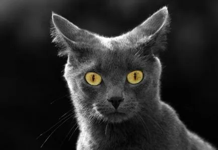 Какво се страхуват от котки и котки са най-много