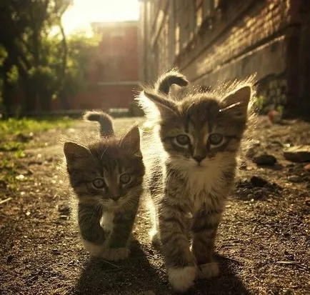 Какво не знаем за котката (която) Какво не знаем за котката
