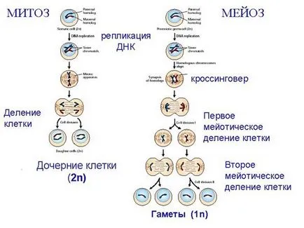Какво е различен от митоза мейоза
